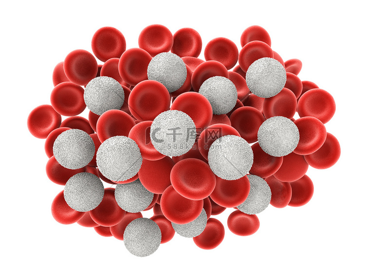  血红细胞与白细胞
