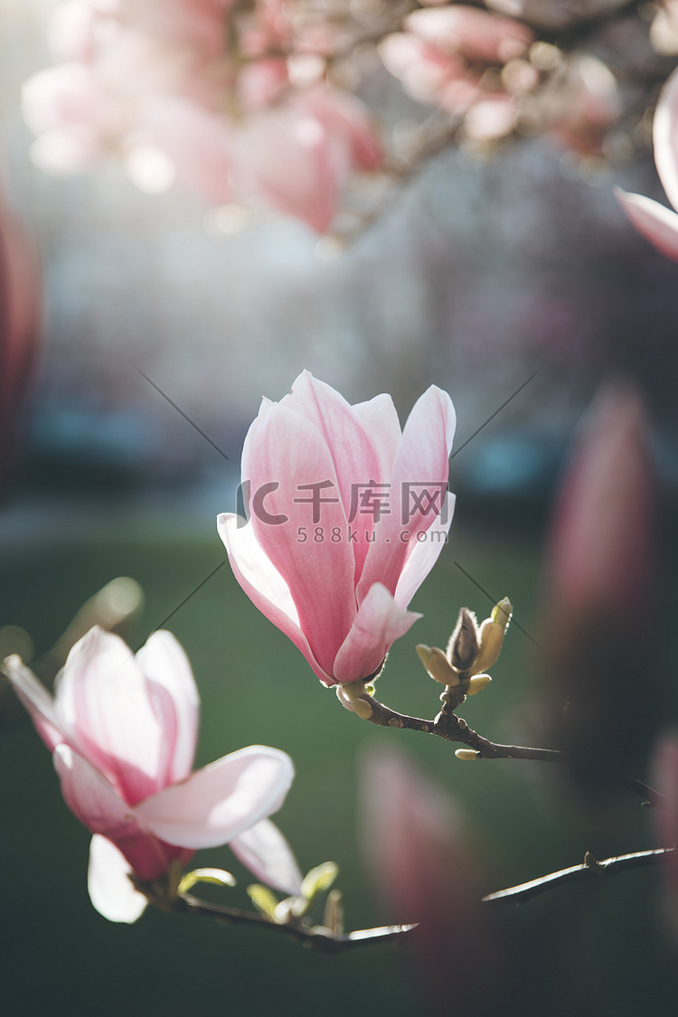 春天：盛开的树与粉红色玉兰花，