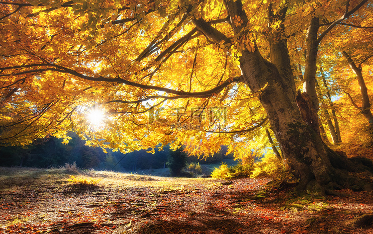 阳光透过秋天的树木。森林中的自