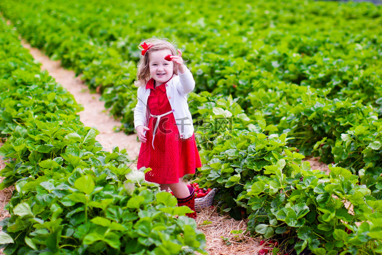 对某农场的场长，采摘草莓的小女