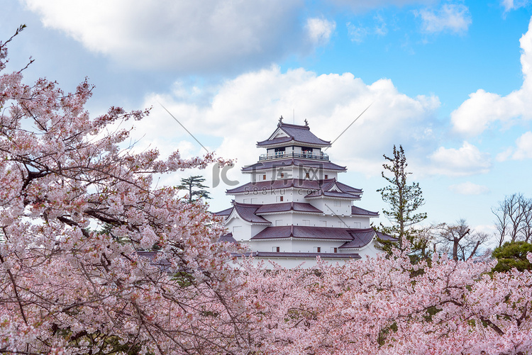 数以百计的樱花树被包围的城堡敦