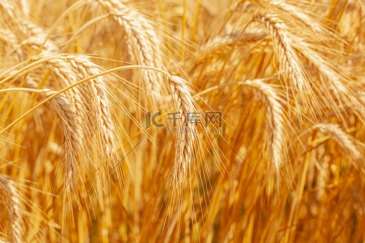 Green wheat fie