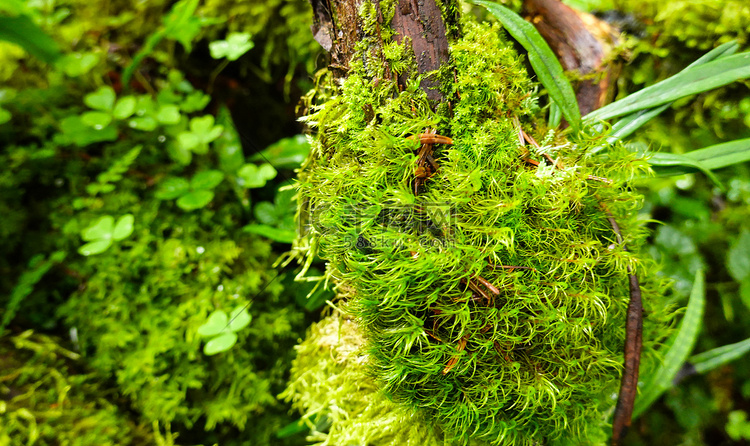 西藏森林里雨后的苔藓摄影图