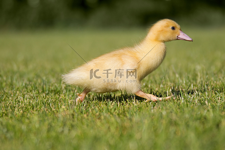 一只小鸭在草地上奔跑