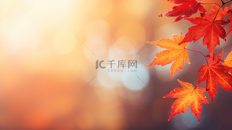 秋季红黄色枫叶秋色背景9