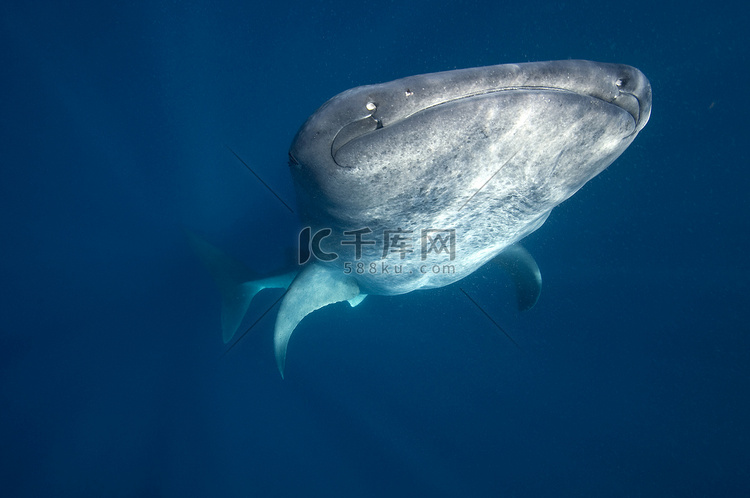 每年夏天数以百计的鲸鲨聚集在墨