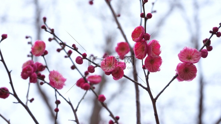 高清实拍春天意境粉红色梅花花蕊