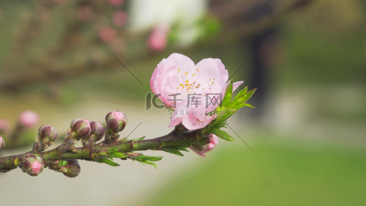 实拍春天风景花朵春暖花开桃花盛