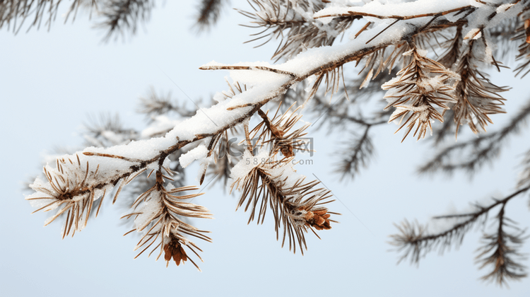 冬季下雪的松树植物背景10
