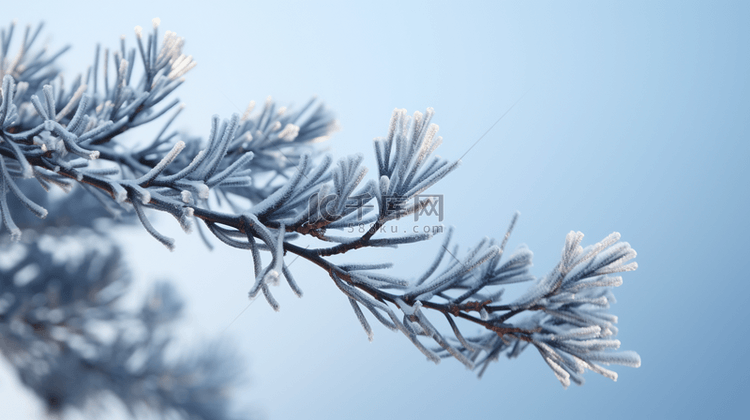 冬季下雪的松树植物背景16