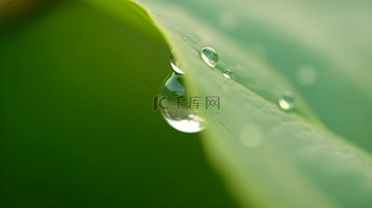 春天绿叶上的露珠水滴雨滴背景
