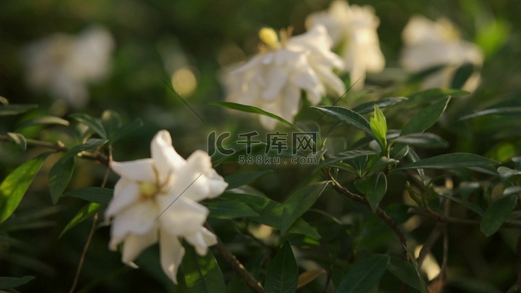 1080p夕阳下唯美栀子花花朵植物