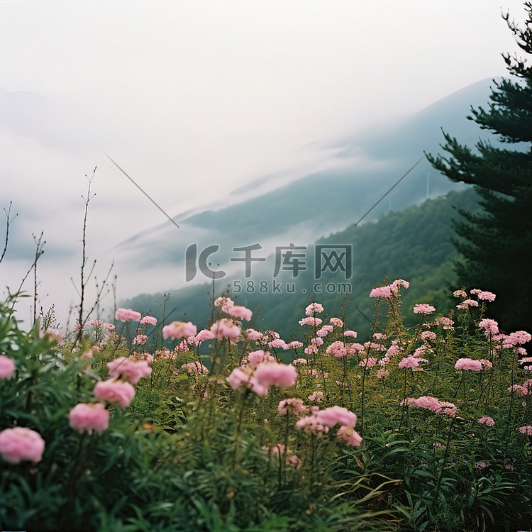 雾中粉红色花朵的山景