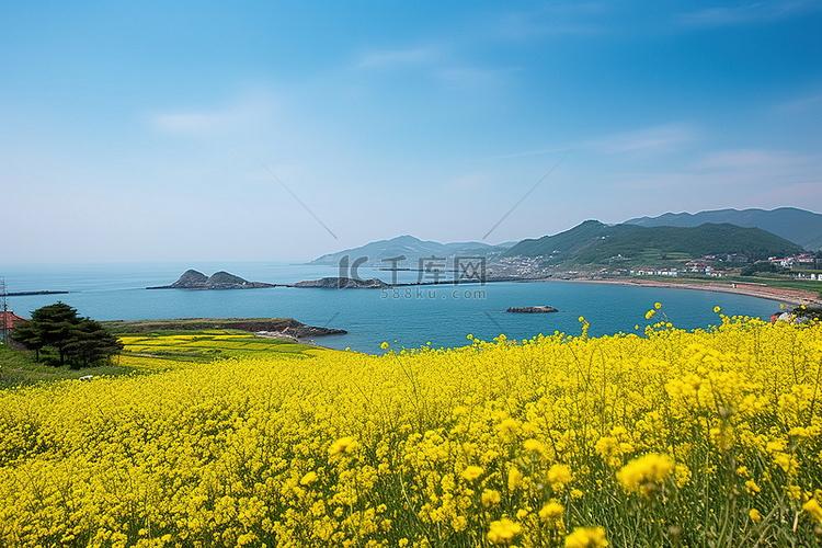 海洋上乡村的黄色花田