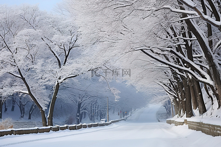 树木景观附近的一条道路被雪覆盖