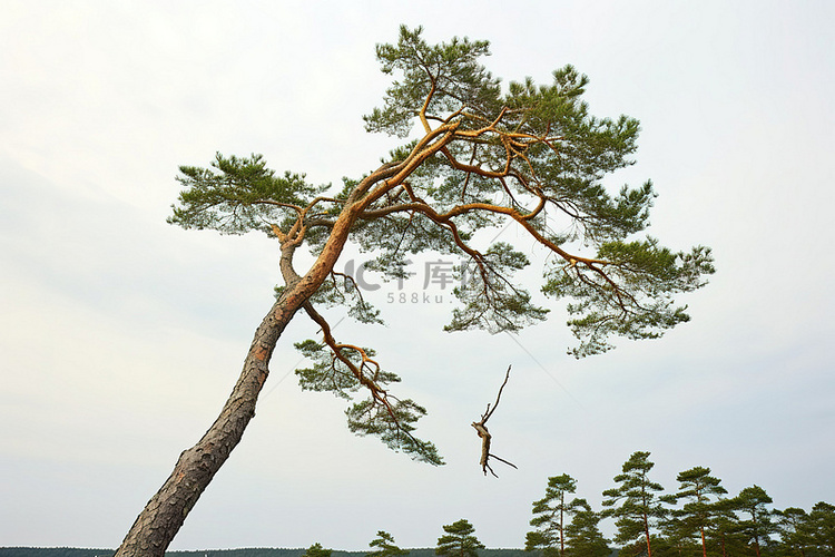 阴天坐在地上的一棵松树