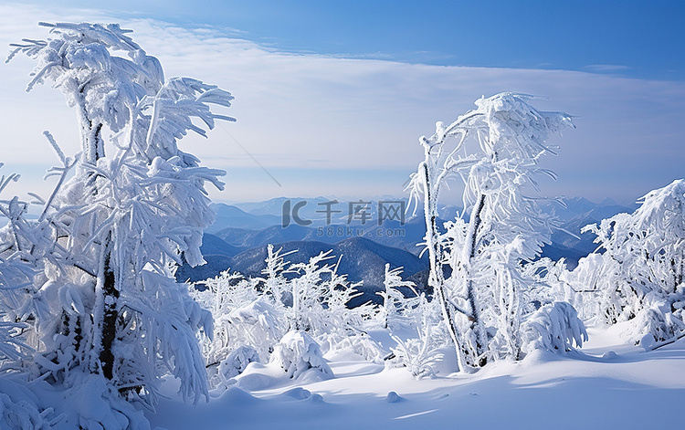 雪覆盖的树木和山上的风景
