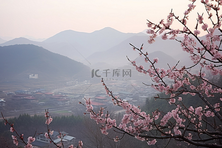 一些山顶的山上有几棵樱花树开花