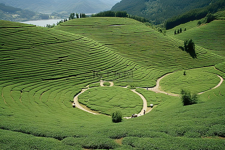 有一条圆形小路穿过的茶园