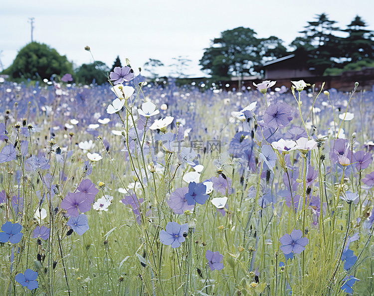 田野里有很多紫罗兰色和白色的花