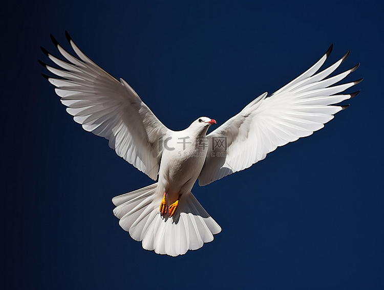一只白色的鸟，翅膀黑白相间，飞