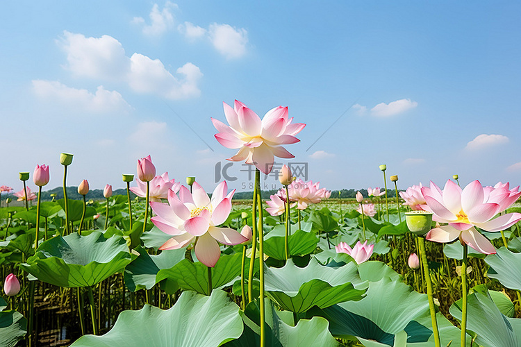 荷花绿叶春天田野鲜花天空湖泊绿