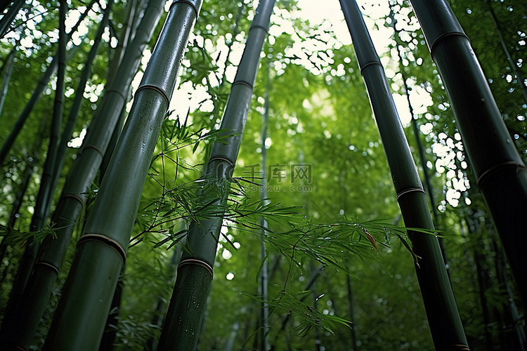 近距离观察竹树和竹叶