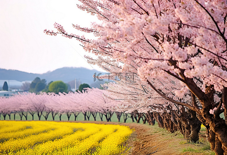 光州田野边开着黄色花朵的樱花树
