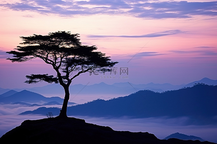 山顶上一棵孤独的树，在剪影中俯