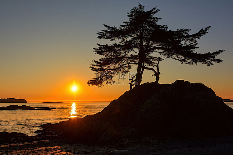太阳正在岸边一棵松树雕像后面落