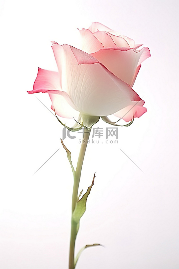茎上有一朵粉色和白色的玫瑰