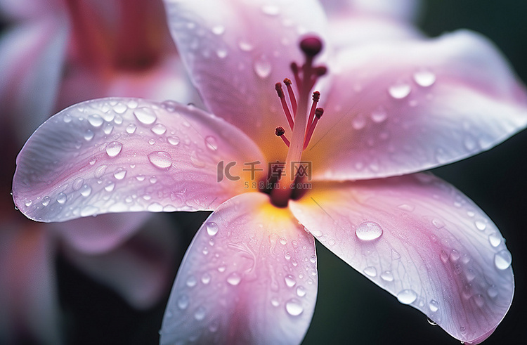 一朵花与雨滴的特写照片