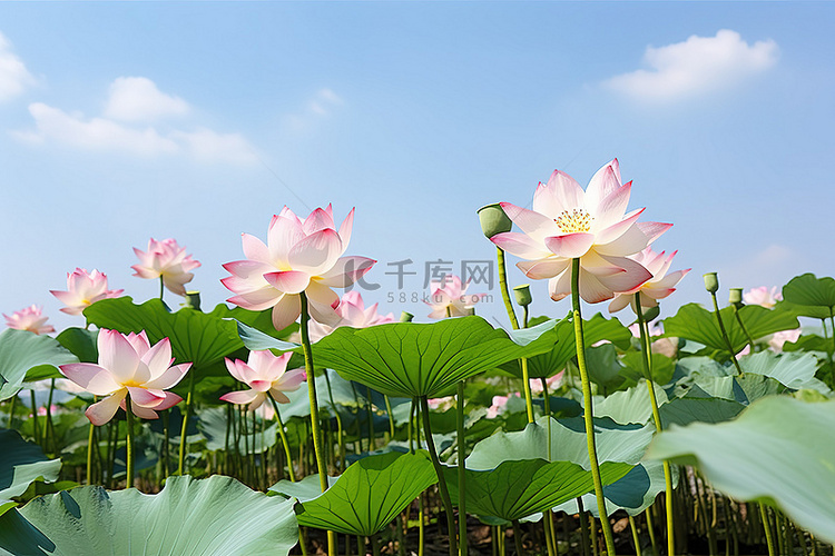 荷花绿叶春天田野鲜花天空湖泊绿