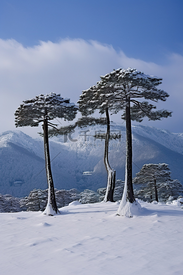 山背景中雪上的三棵树