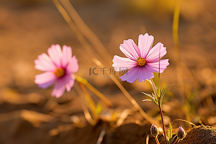 棕色的田野上有两朵粉红色的小花