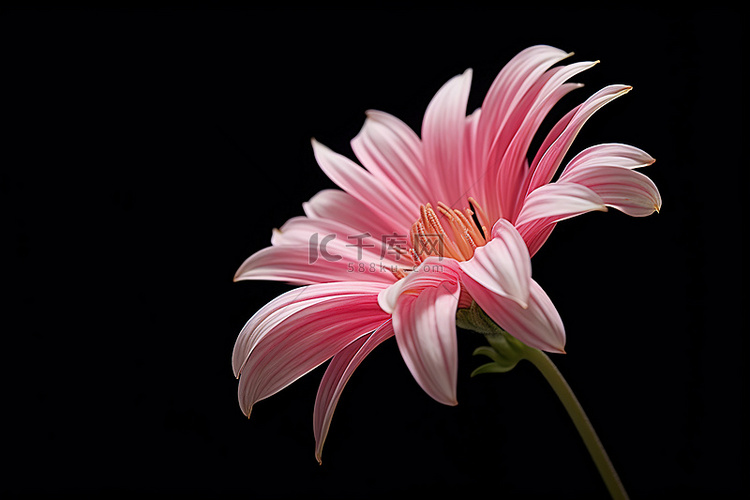 一朵粉红色的花，黑色背景