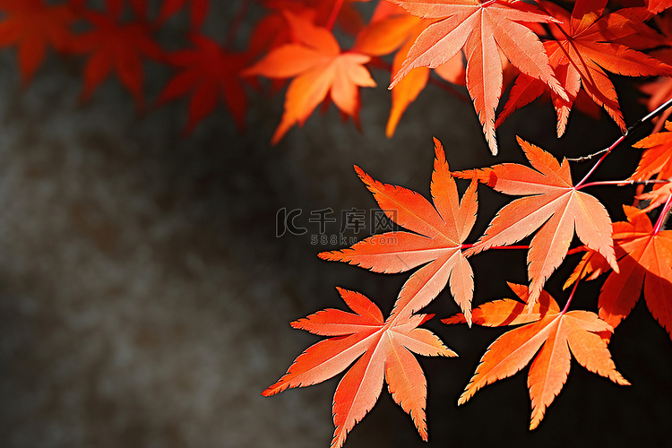 秋天的树叶壁纸 1080p