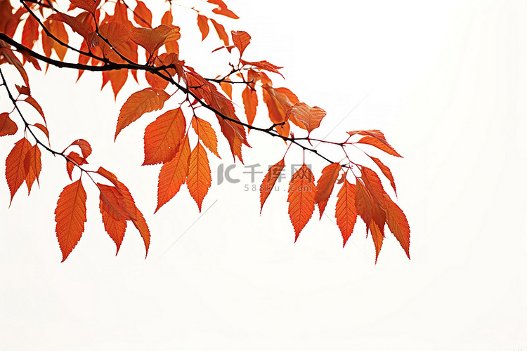 秋天树枝上的红叶