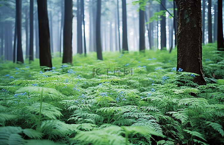 森林旁边生长着两棵蓝色蕨类植物