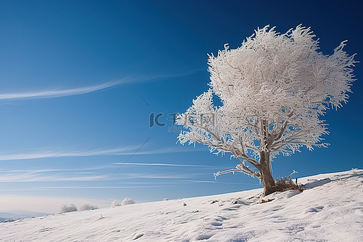 蓝天映衬下的冰坡上的一棵树
