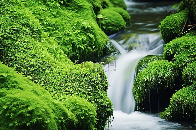 溪水里长满了绿色的苔藓