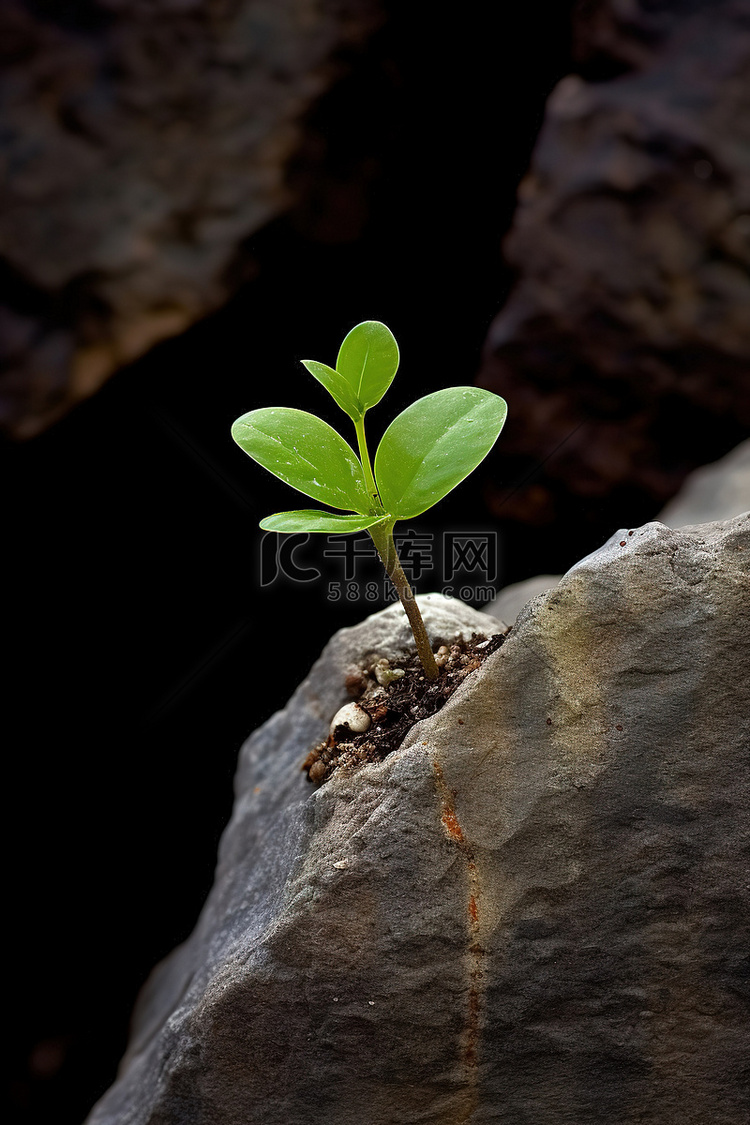 从岩石中生长出植物的照片