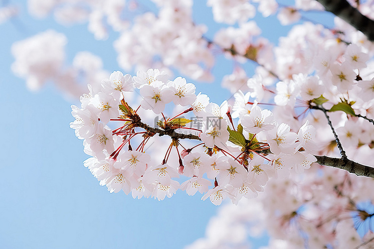 春天盛开的樱花树映衬着蓝天