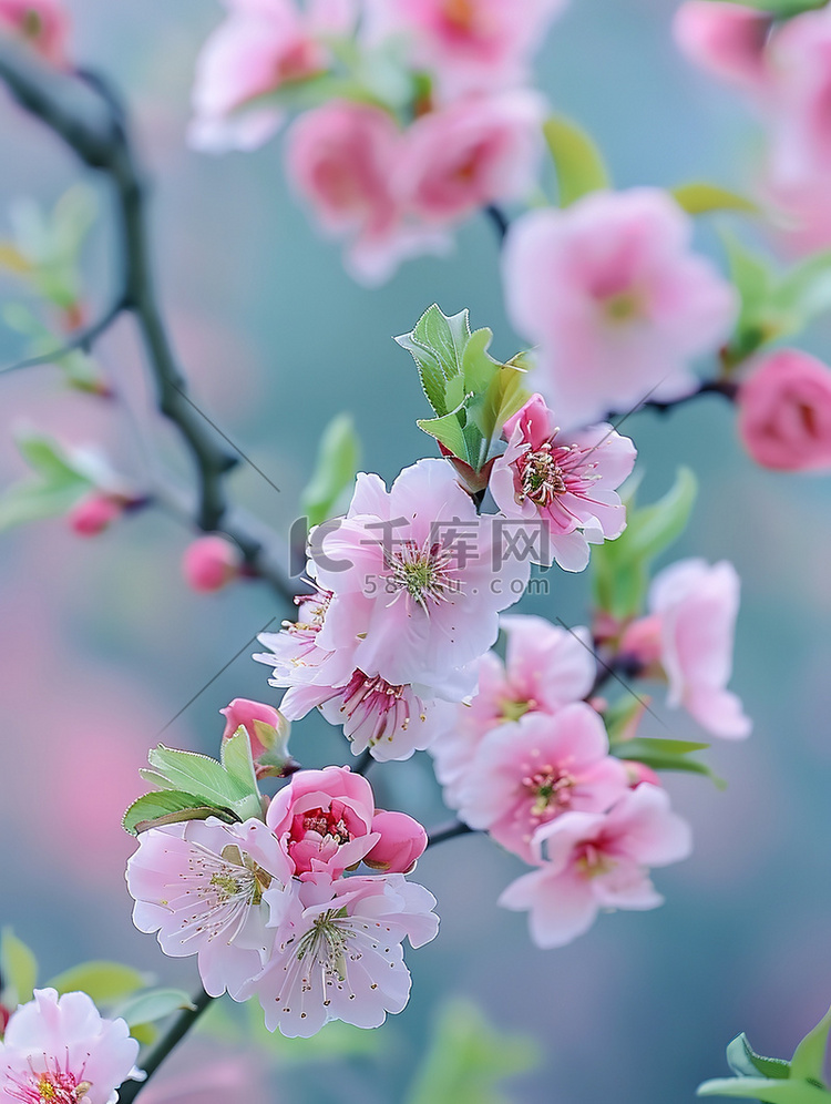 春暖花开的桃花林摄影照片