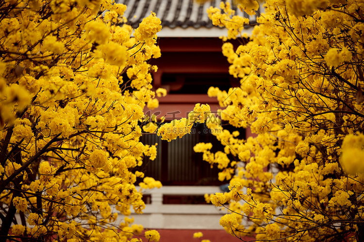 春天寺庙花朵风景摄影图