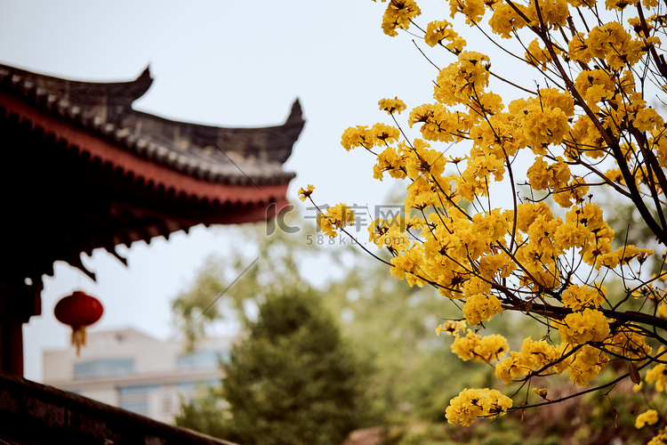 春天春季古建筑花朵风景摄影图