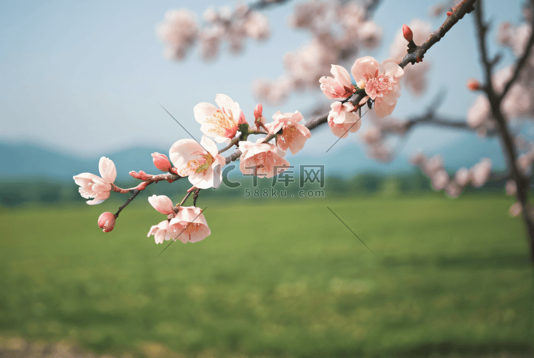 春天桃花盛开摄影图4