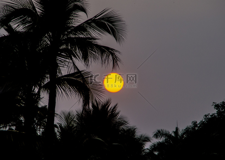 夕阳西下的椰子树