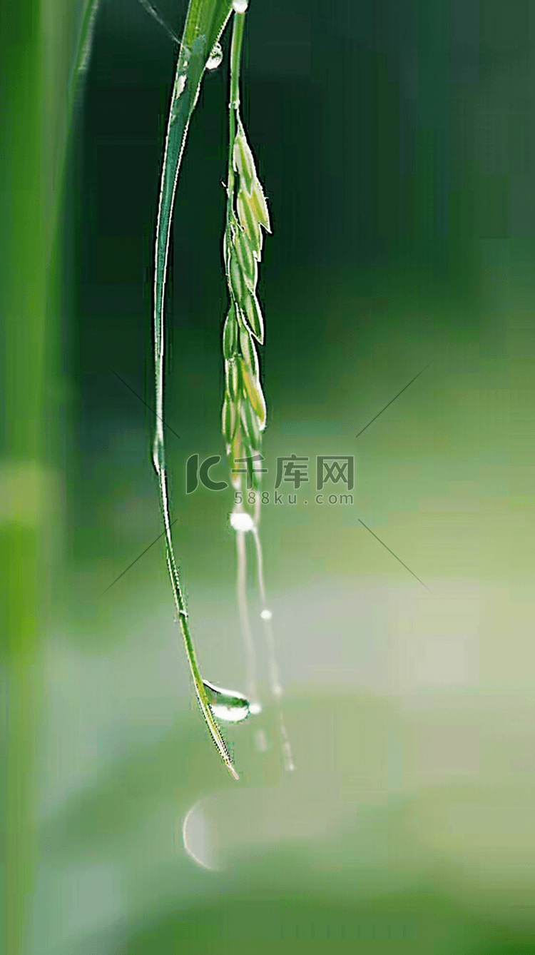 春天春雨谷雨节气稻穗背景