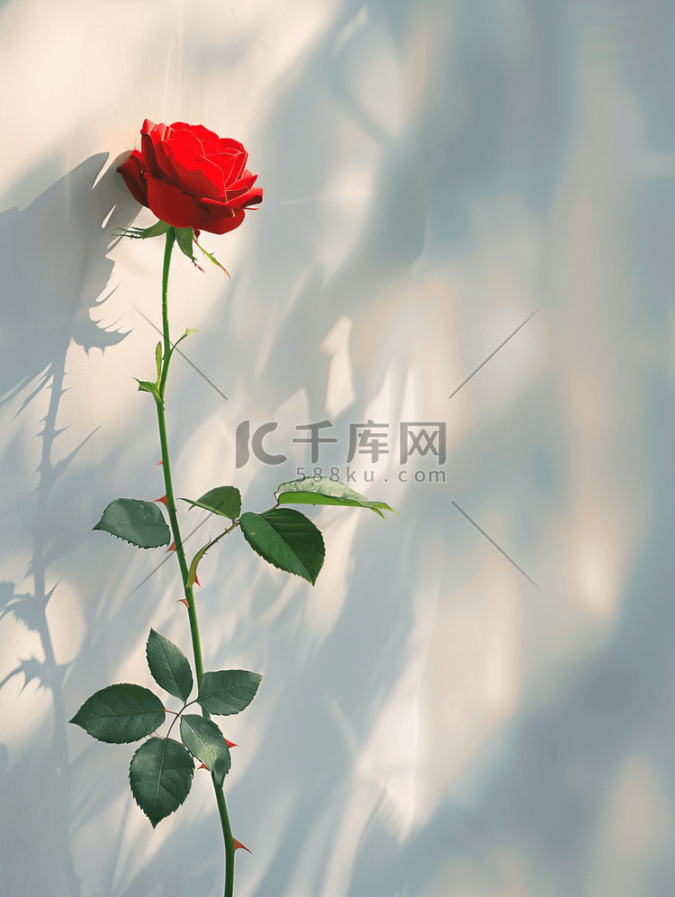 ins风格七夕情人节红玫瑰背景
